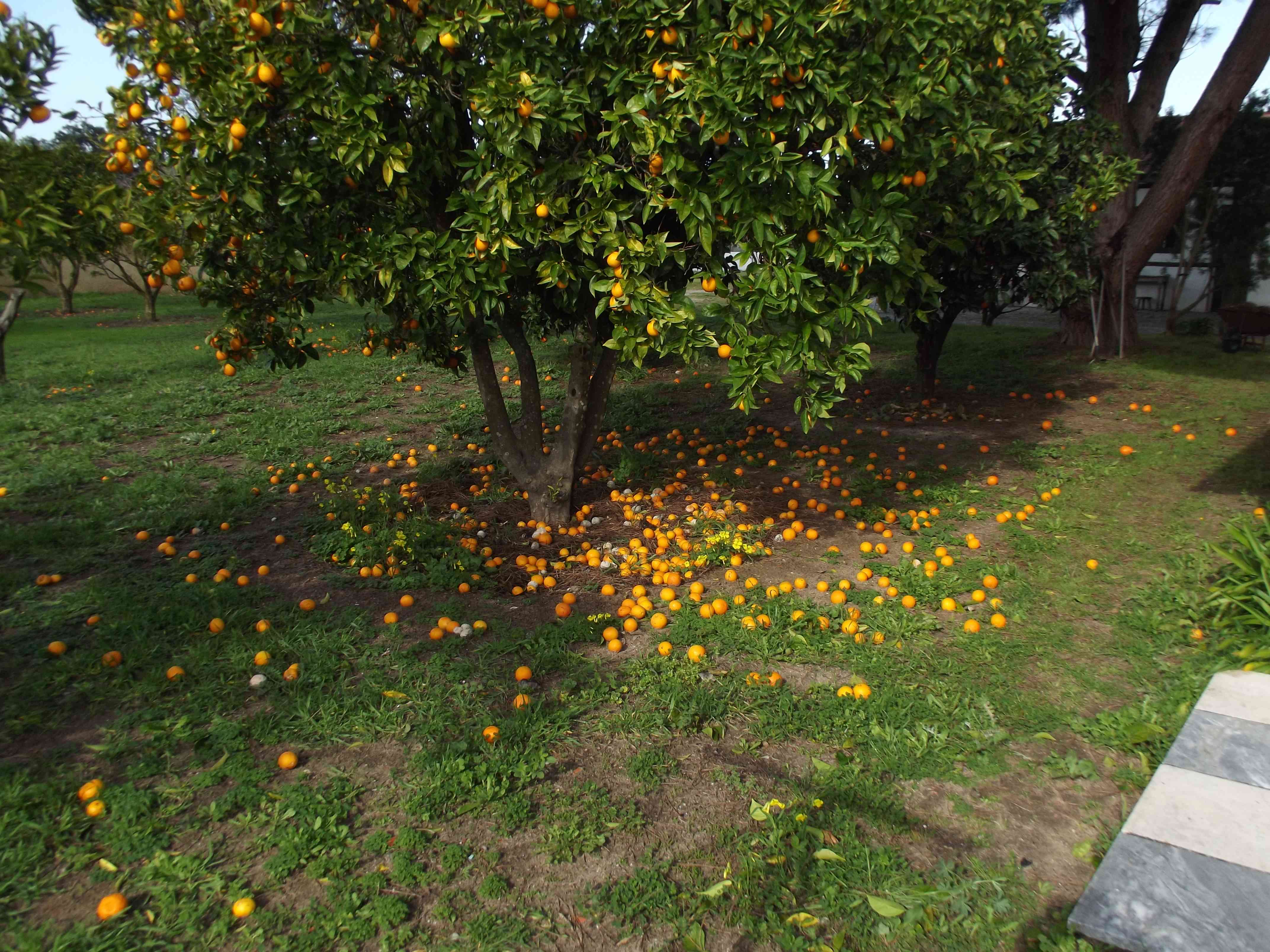 Abundant oranges